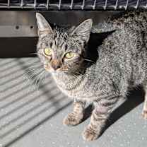 Thumbnail photo of Tahini #2