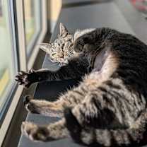 Thumbnail photo of Tahini #3