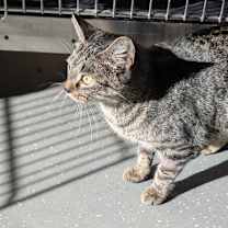 Thumbnail photo of Tahini #4