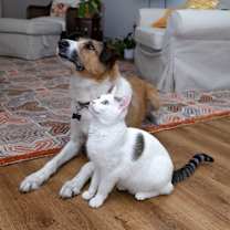 Thumbnail photo of Blossom 2 #3