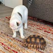 Thumbnail photo of Blossom 2 #4