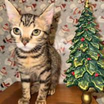 Thumbnail photo of Lila (& Milo) BONDED #2