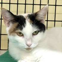 Thumbnail photo of FiFi #2