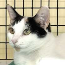 Thumbnail photo of FiFi #4