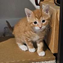 Thumbnail photo of Leonidas #1