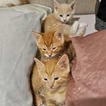 Thumbnail photo of Leonidas #2