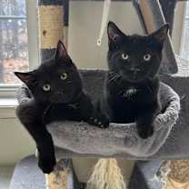 Thumbnail photo of Uncle Fester & Pugsley #1