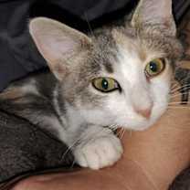 Thumbnail photo of Tibby #1