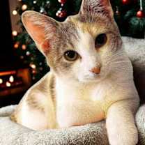 Thumbnail photo of Tibby #2