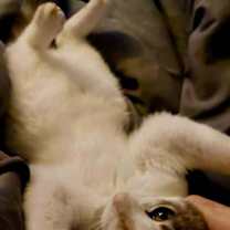 Thumbnail photo of Tibby #3