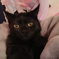 Thumbnail photo of Sassy #2