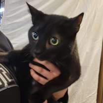 Thumbnail photo of Scarlett #3