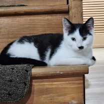 Thumbnail photo of Rooster #4