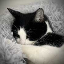 Thumbnail photo of Cubie #1