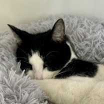 Thumbnail photo of Cubie #2