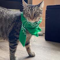 Thumbnail photo of Jinx #1