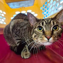 Thumbnail photo of Pluto #3