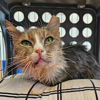 Thumbnail photo of Bree #1