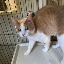 Thumbnail photo of Cooper #1