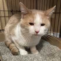 Thumbnail photo of Cooper #2