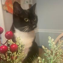 Thumbnail photo of Ally #1