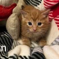 Thumbnail photo of Titan #4