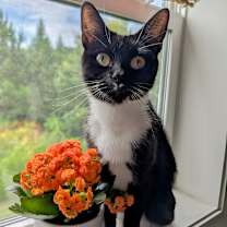 Thumbnail photo of Ally #2