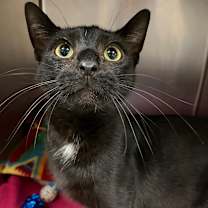 Thumbnail photo of Rune #2