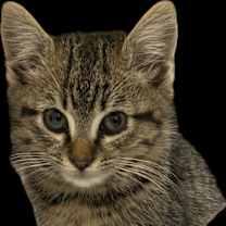 Thumbnail photo of Spice #1