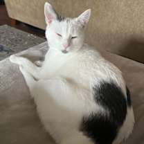 Thumbnail photo of Bell, Willow Grove Area, (FCID 11/19/2024-111) #2