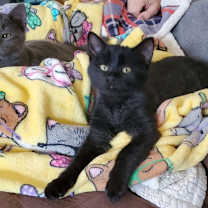 Thumbnail photo of Bree #2