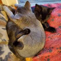 Thumbnail photo of Bree #3