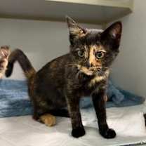 Thumbnail photo of Jingle #1