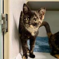 Thumbnail photo of Bell #1