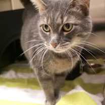 Thumbnail photo of Fluffy (at Smitten Kitten) #1