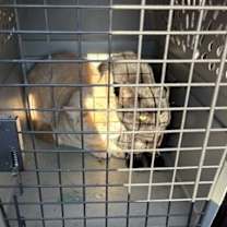 Thumbnail photo of Grinch #3