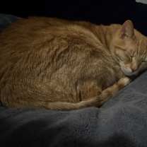 Thumbnail photo of Nugget #3