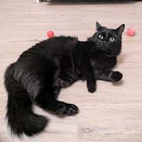 Thumbnail photo of JAVA #1790 - Offered by Owner - Fluffy Adult #1