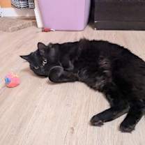 Thumbnail photo of JAVA #1790 - Offered by Owner - Fluffy Adult #2