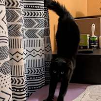 Thumbnail photo of JAVA #1790 - Offered by Owner - Fluffy Adult #3