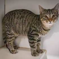 Thumbnail photo of Allie (FCID# 10/02/2025 - 76 Christiana PS) #4