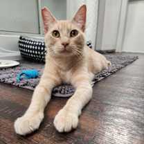 Thumbnail photo of Queso #1