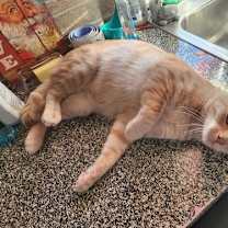 Thumbnail photo of Queso #2