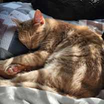 Thumbnail photo of Queso #3