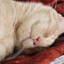 Thumbnail photo of Queso #4