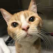 Thumbnail photo of Pumpkin #2