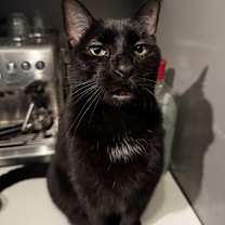 Thumbnail photo of Buddha #1