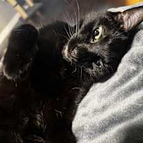 Thumbnail photo of Buddha #2