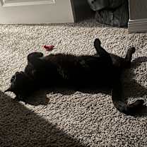 Thumbnail photo of Buddha #3