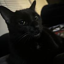 Thumbnail photo of Buddha #4